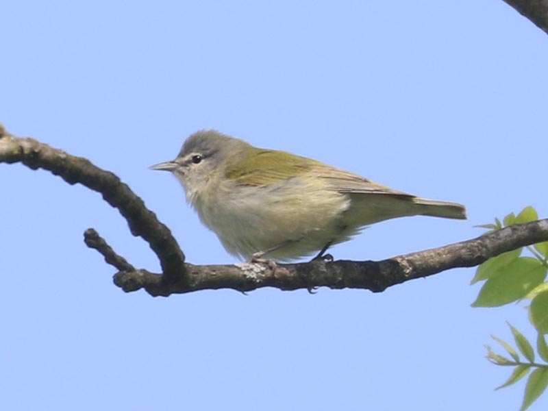 Mystery bird to be identified