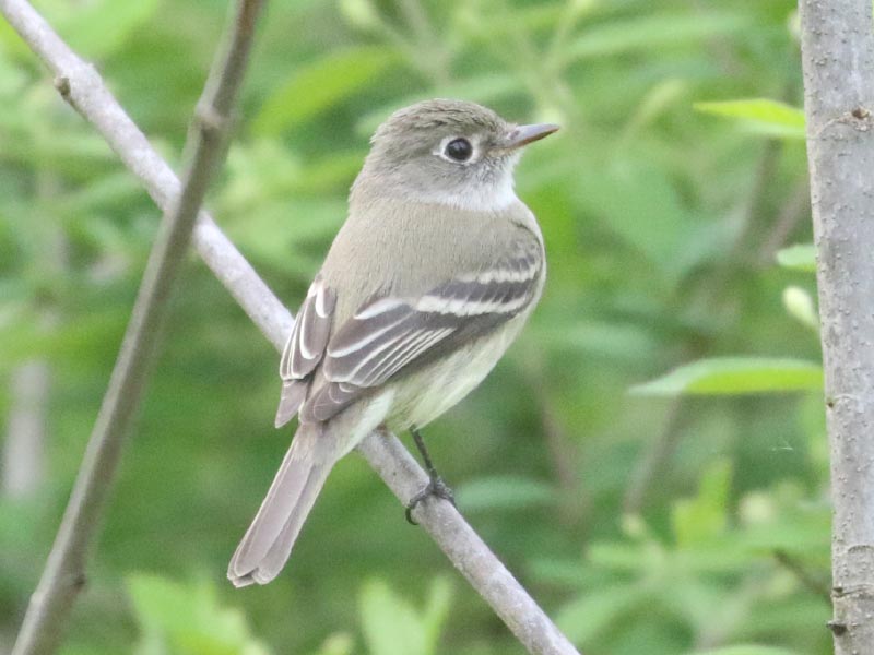 Mystery bird to be identified