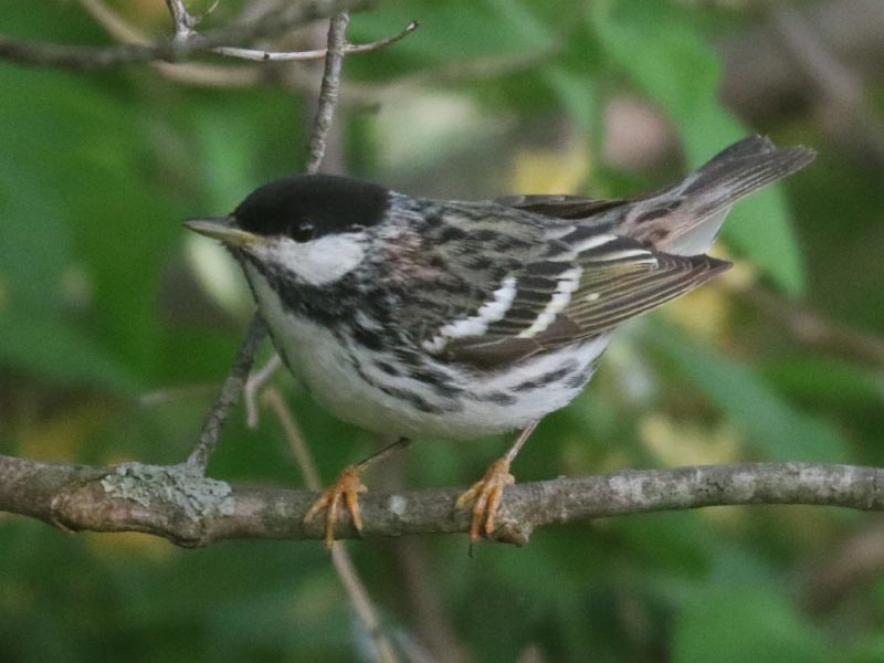 Mystery bird to be identified
