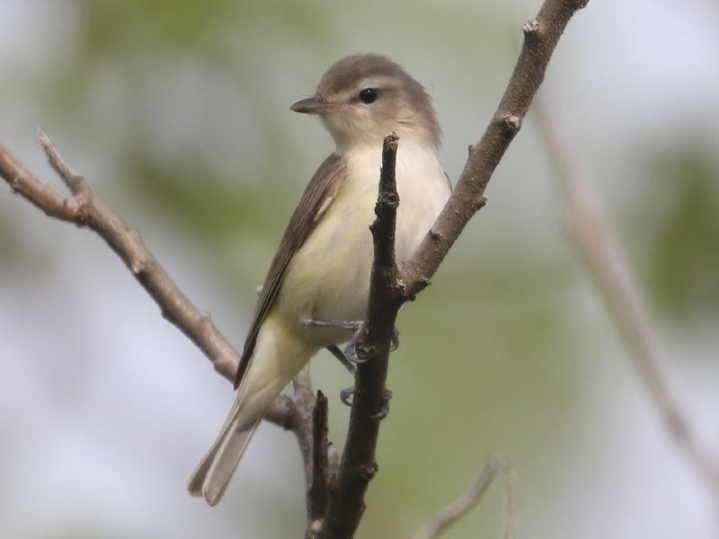 Mystery bird to be identified