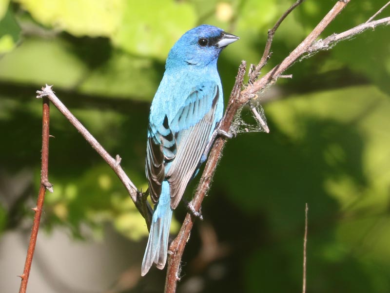 Mystery bird to be identified
