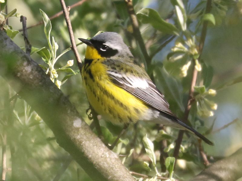 Mystery bird to be identified