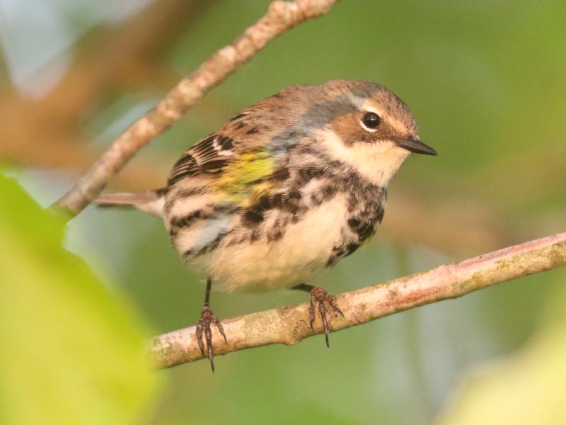 Mystery bird to be identified