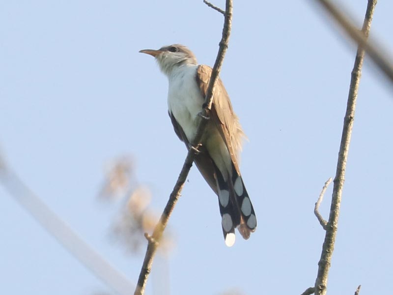 Mystery bird to be identified