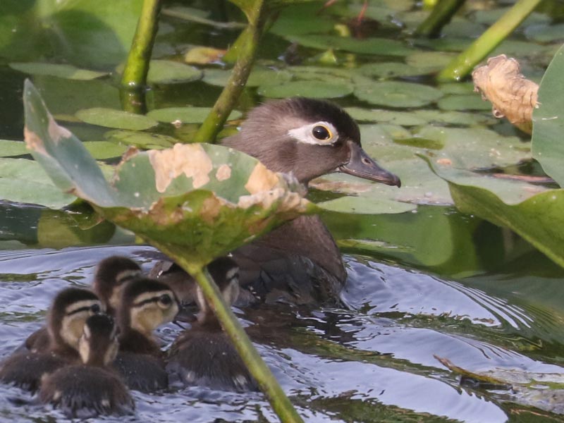 Mystery bird to be identified