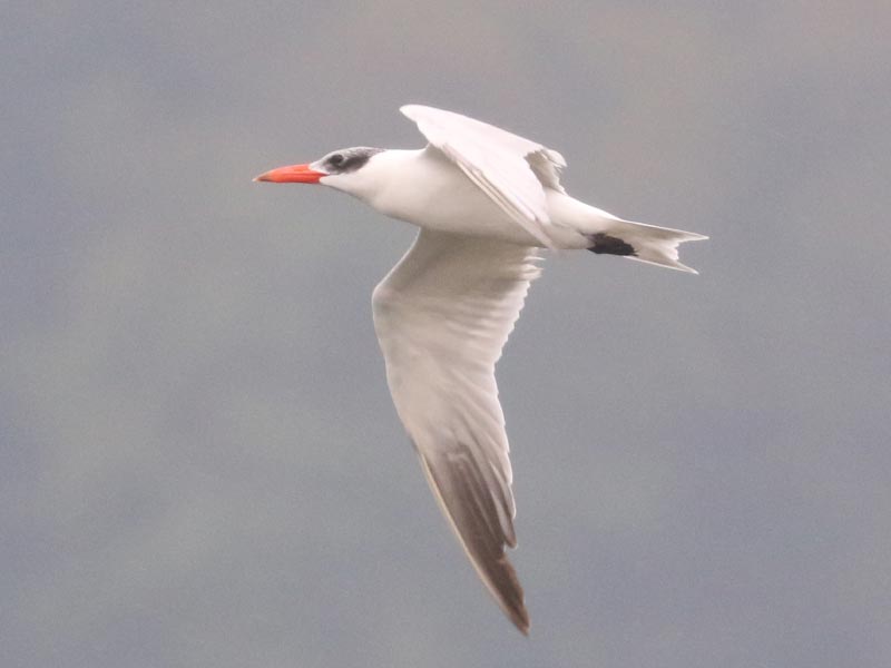 Mystery bird to be identified