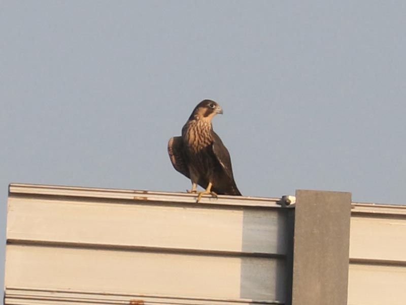 Mystery bird to be identified