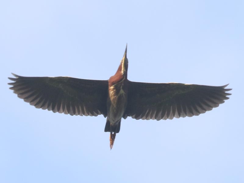 Mystery bird to be identified