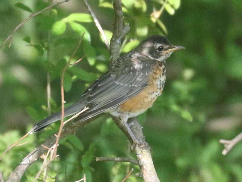 Mystery bird to be identified