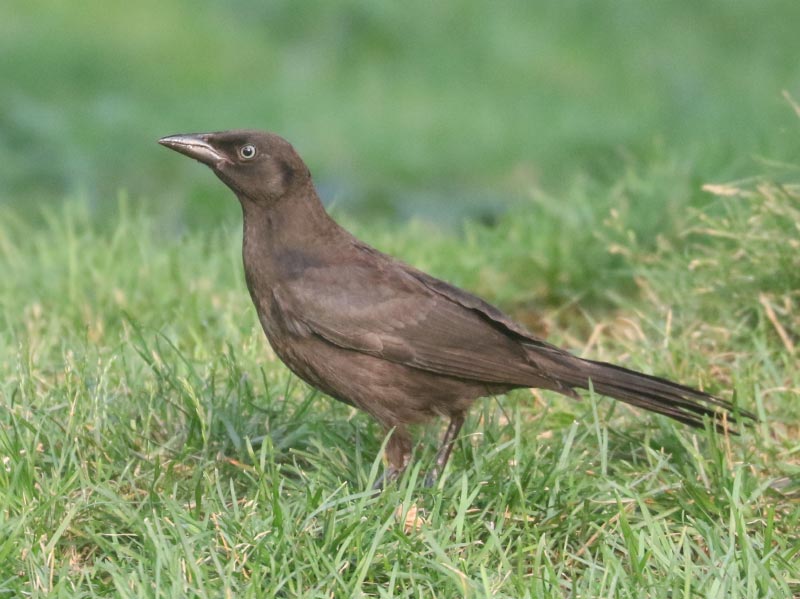 Mystery bird to be identified