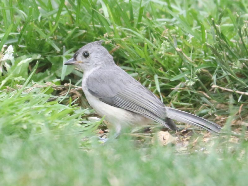 Mystery bird to be identified