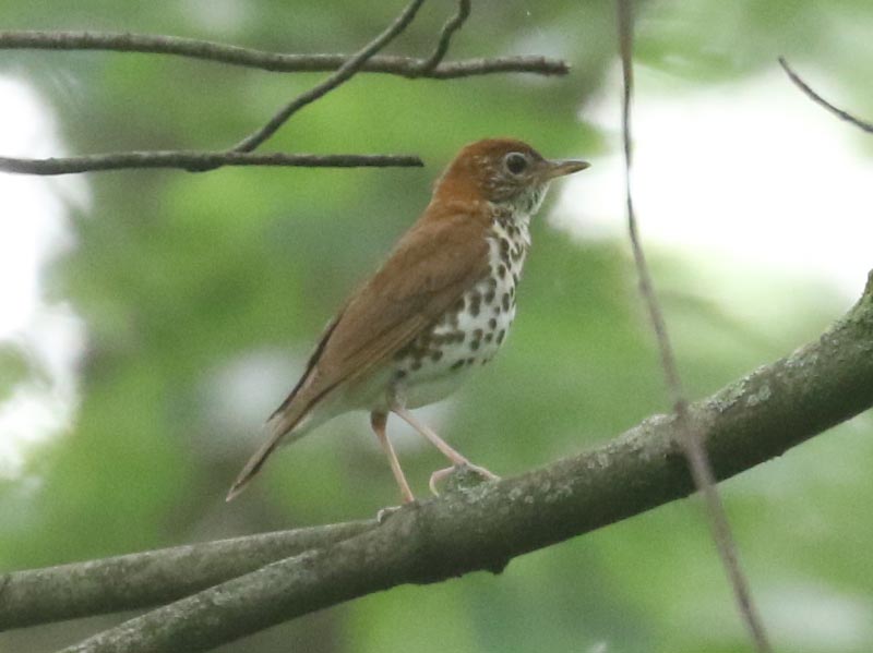 Mystery bird to be identified