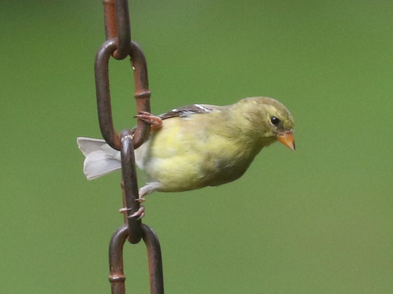 Mystery bird to be identified