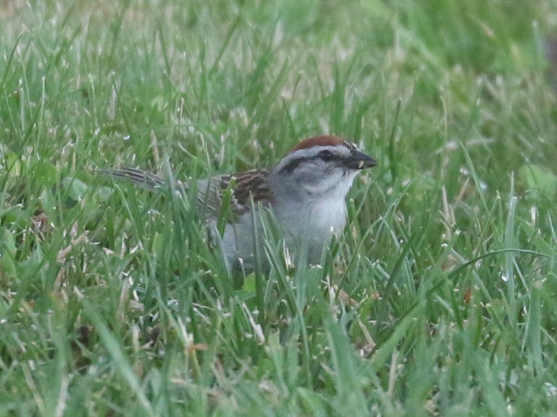 Mystery bird to be identified