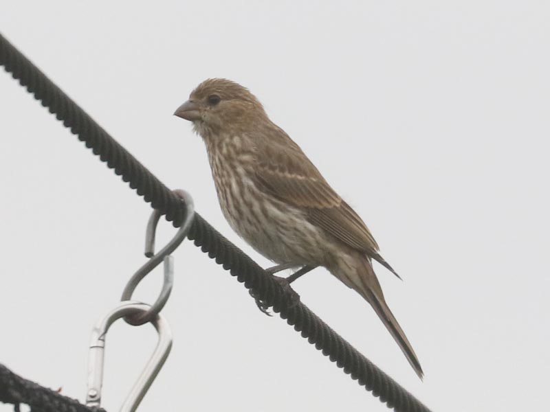 Mystery bird to be identified