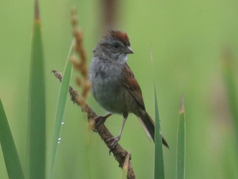 Mystery bird to be identified