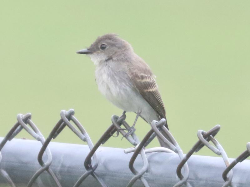 Mystery bird to be identified