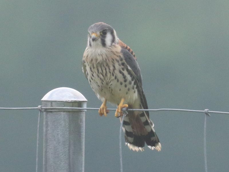 Mystery bird to be identified