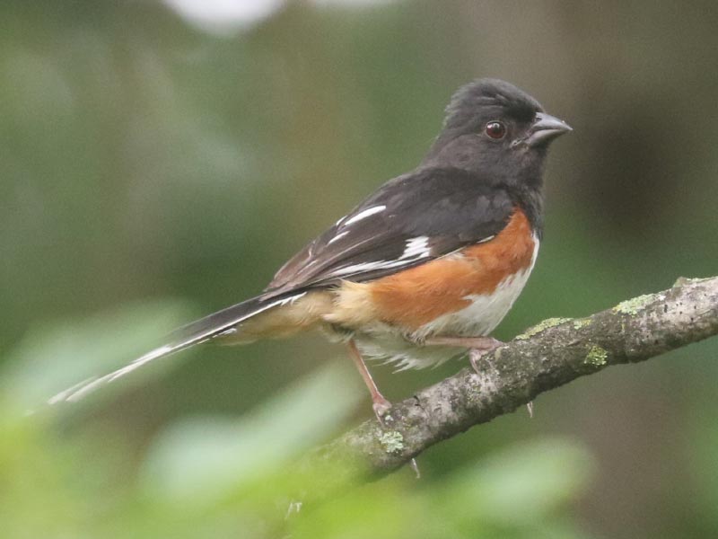 Mystery bird to be identified