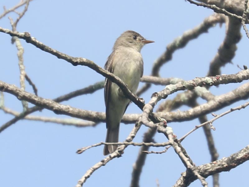 Mystery bird to be identified