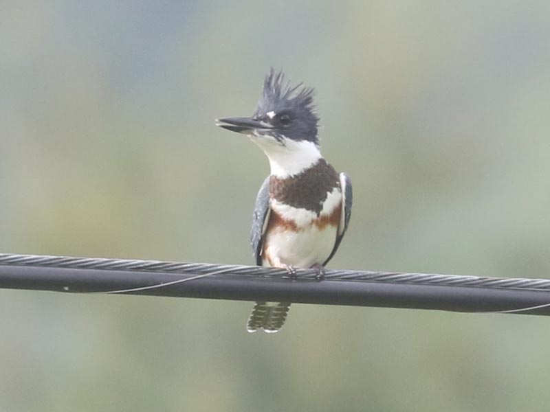 Mystery bird to be identified