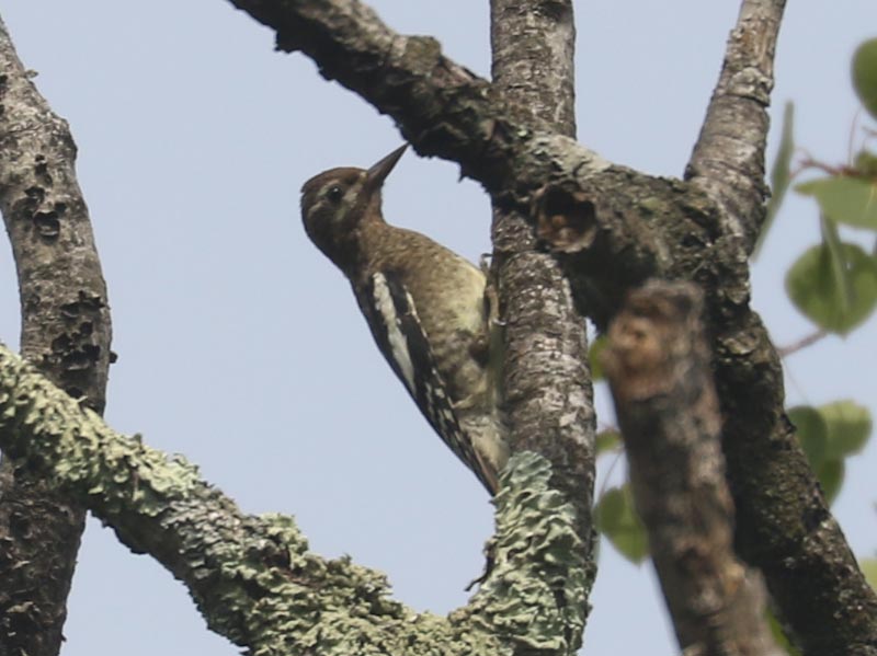 Mystery bird to be identified