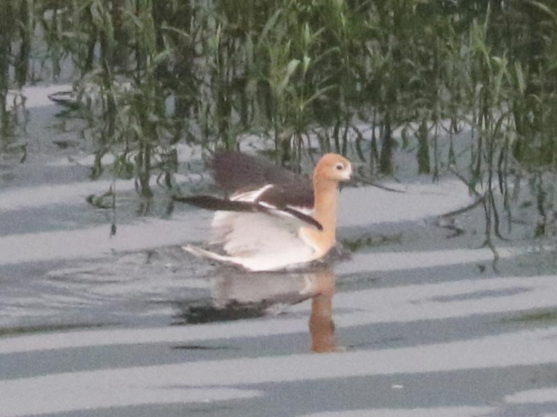 Mystery bird to be identified
