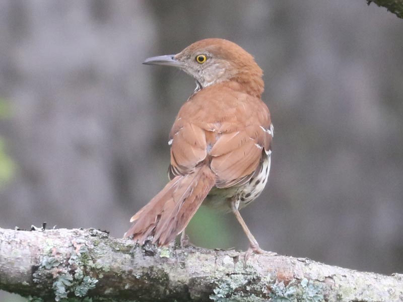 Mystery bird to be identified