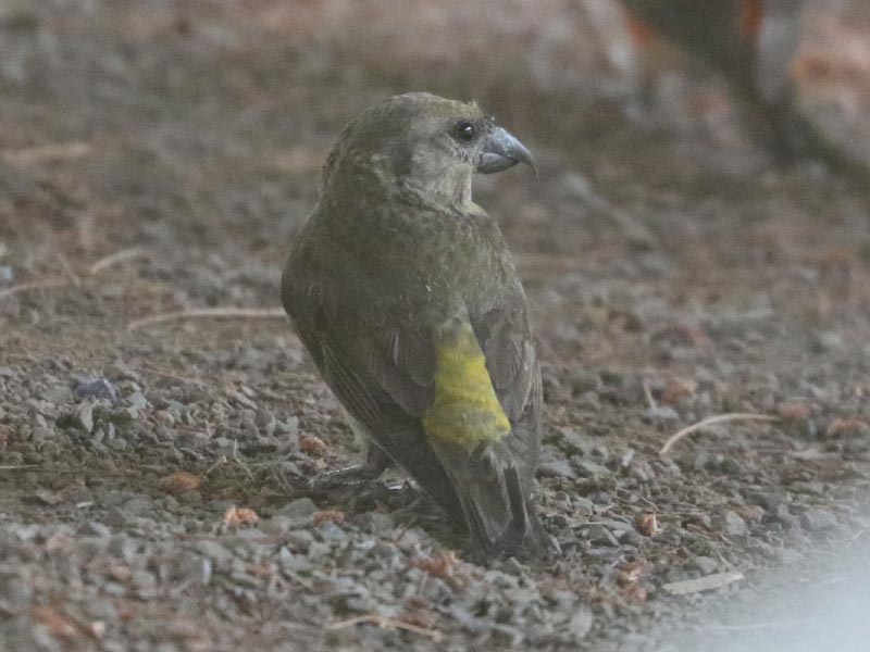 Mystery bird to be identified