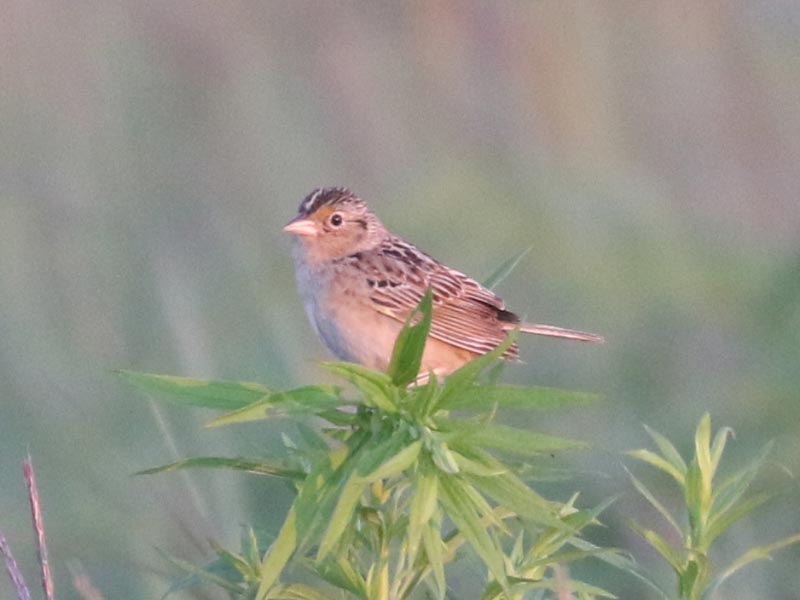 Mystery bird to be identified