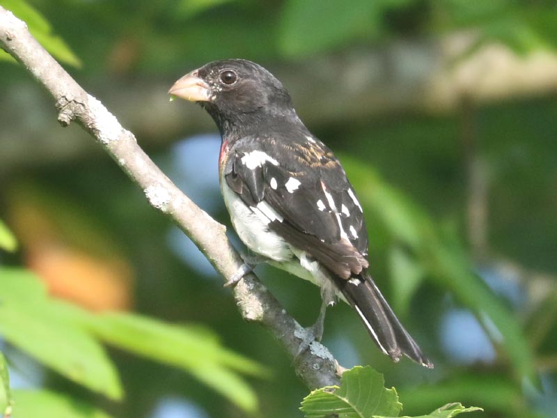 Mystery bird to be identified