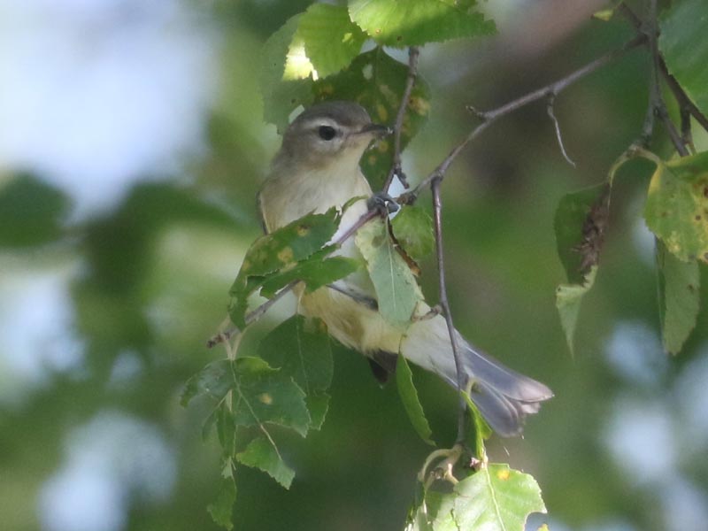 Mystery bird to be identified