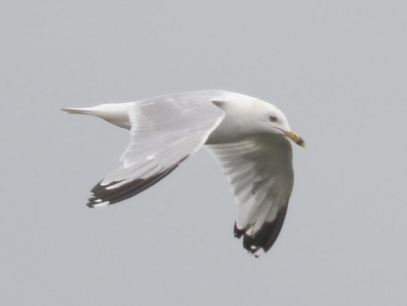 Mystery bird to be identified