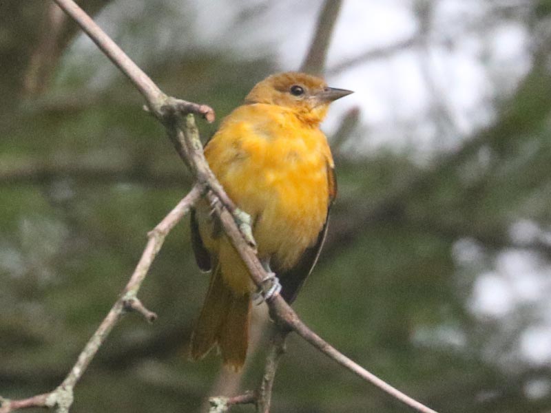 Mystery bird to be identified