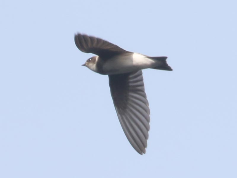 Mystery bird to be identified