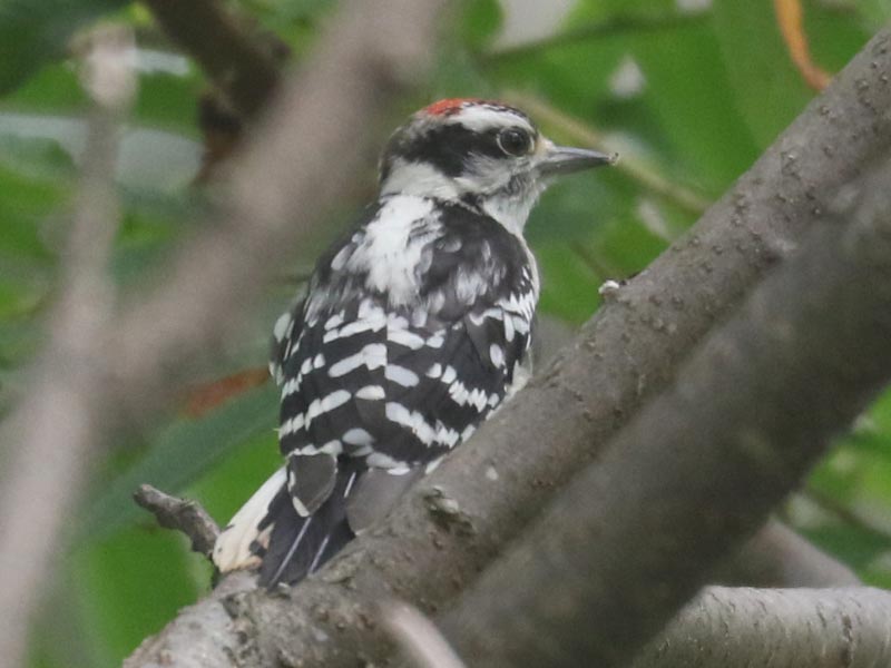 Mystery bird to be identified
