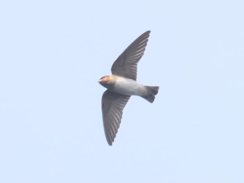 Mystery bird to be identified