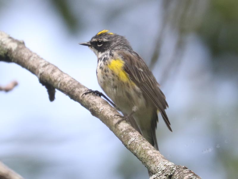 Mystery bird to be identified