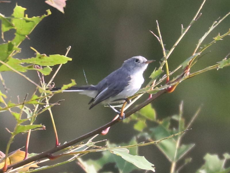 Mystery bird to be identified