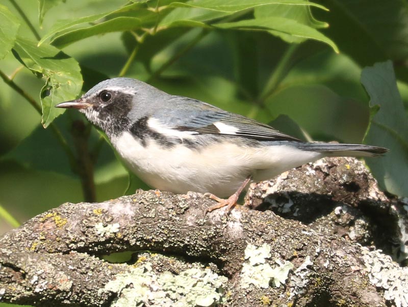 Mystery bird to be identified