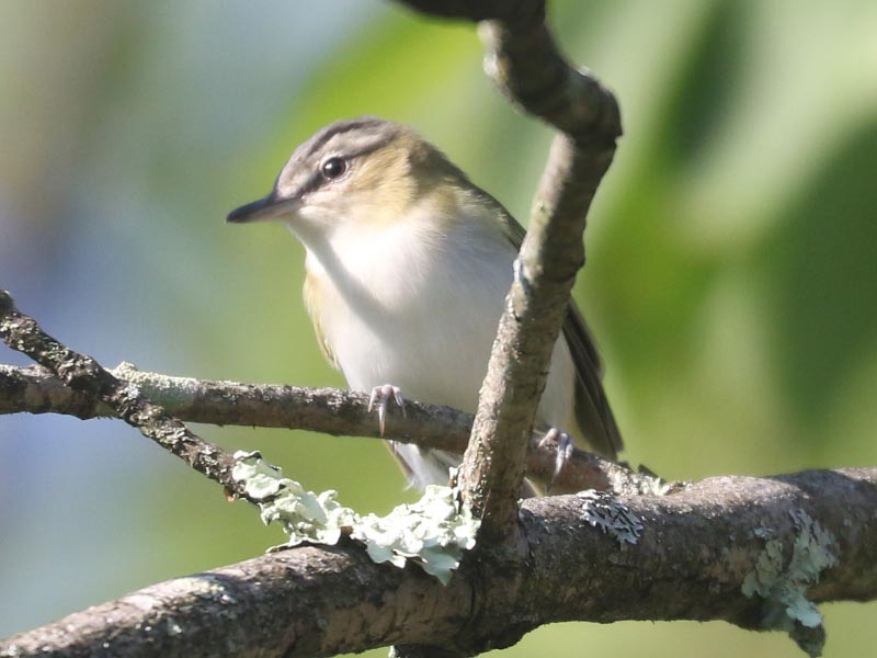 Mystery bird to be identified