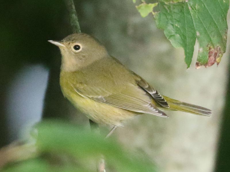 Mystery bird to be identified