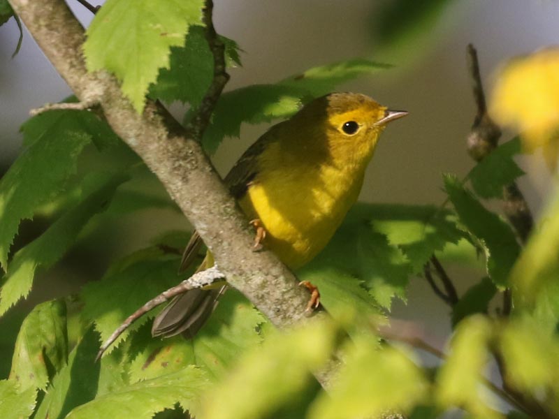Mystery bird to be identified