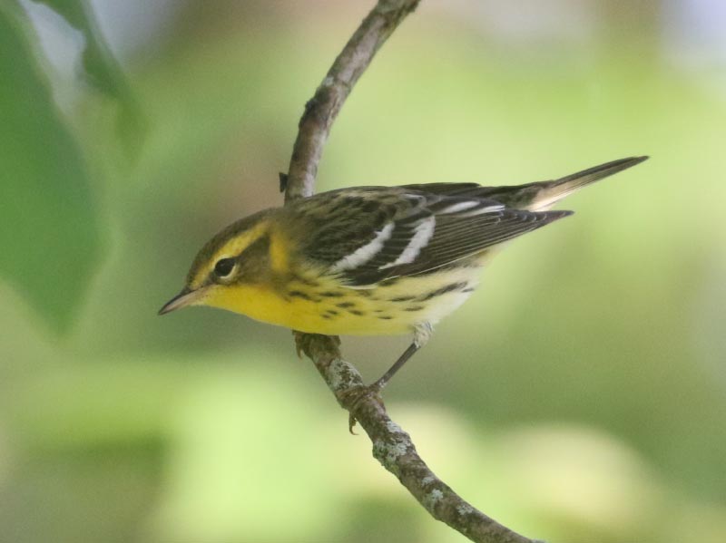 Mystery bird to be identified
