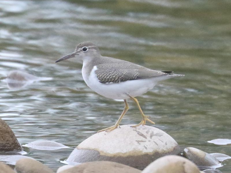 Mystery bird to be identified