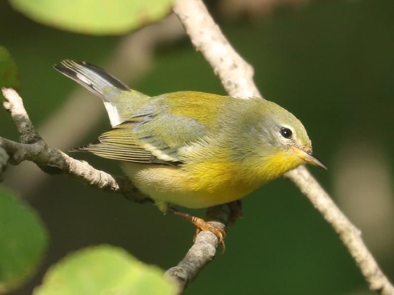Mystery bird to be identified
