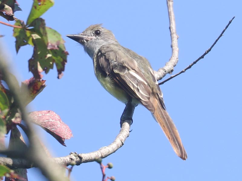 Mystery bird to be identified