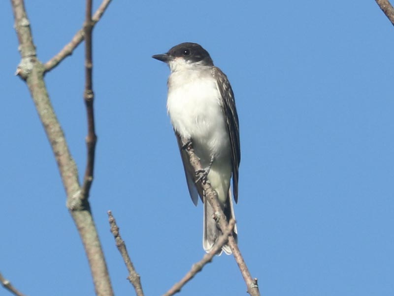 Mystery bird to be identified