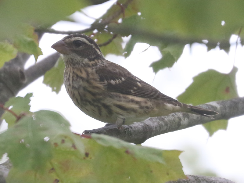 Mystery bird to be identified