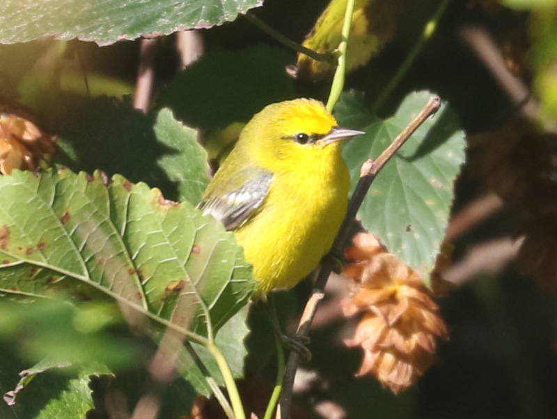 Mystery bird to be identified